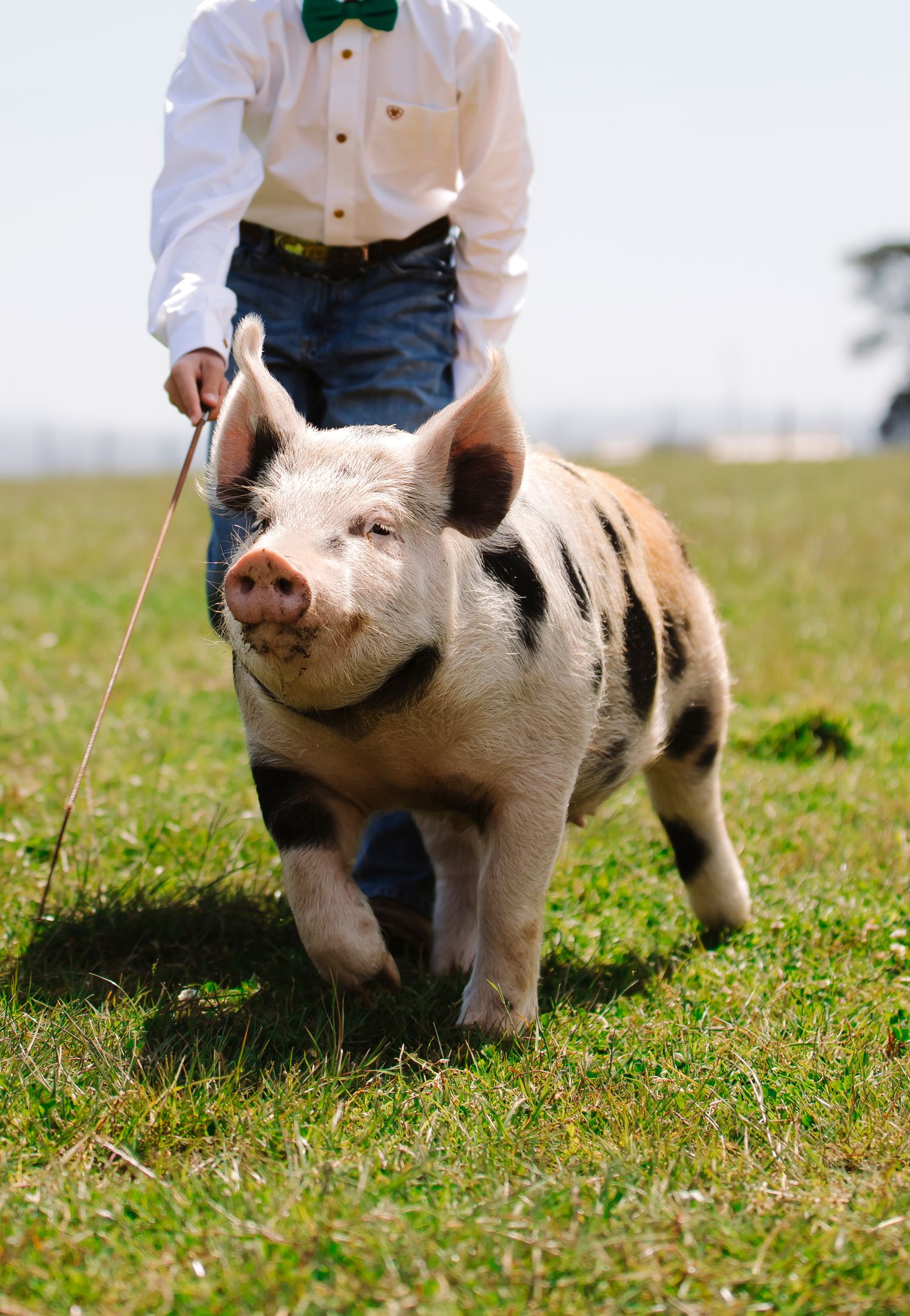 A spotted pig walks on grass while being led by a leash.