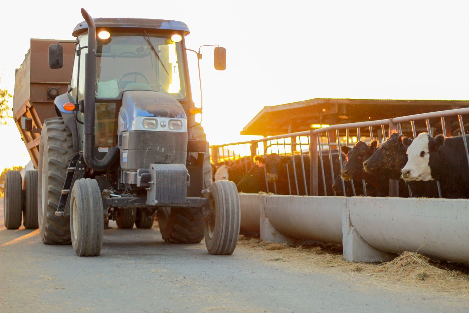 Farmer operating a blue tractor at sunset near a cattle feedlot with cows feeding at a trough on a dairy farm.