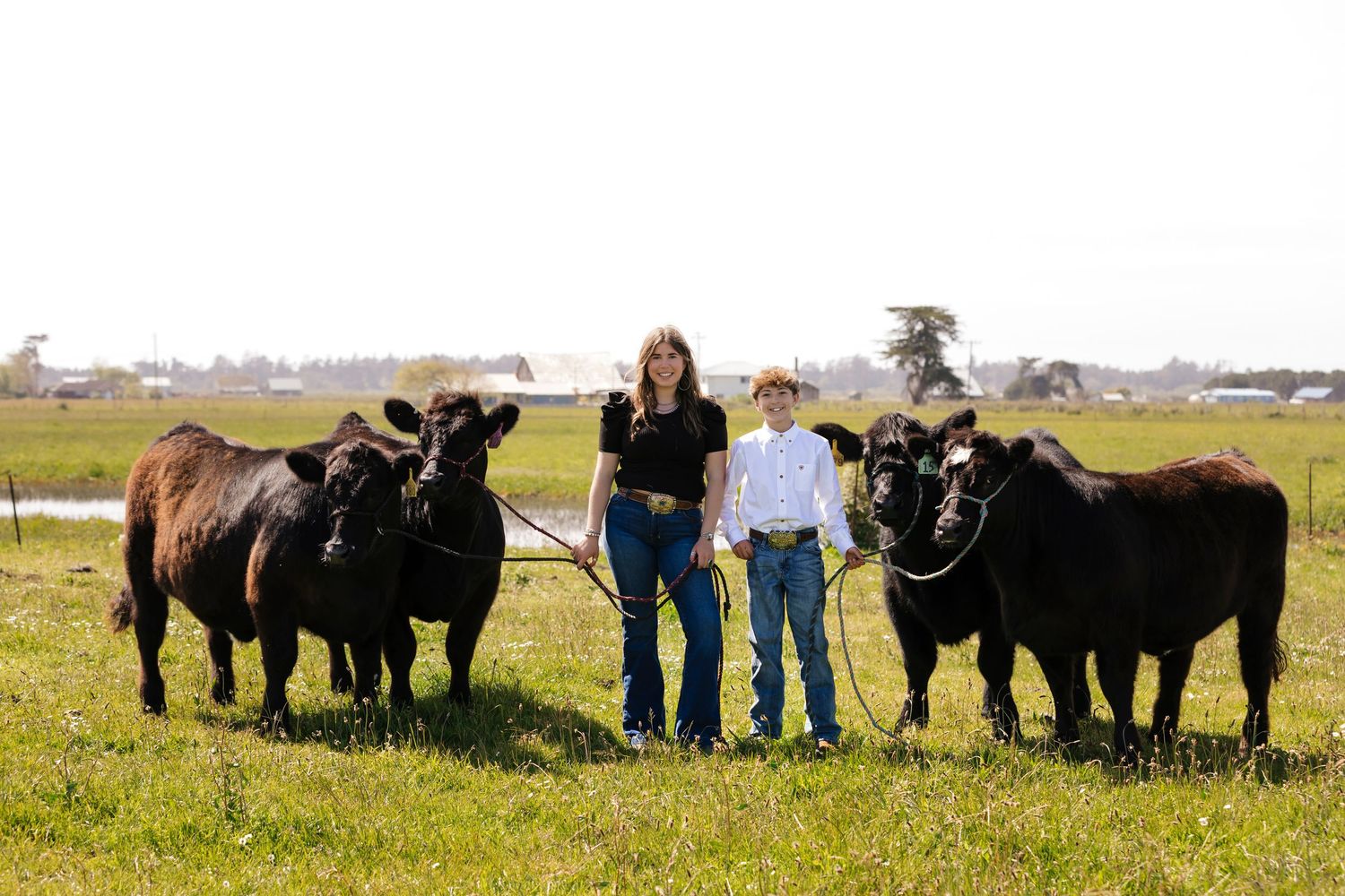 Black cattle lined up in a grassy field with showmen on a bright sunny day.