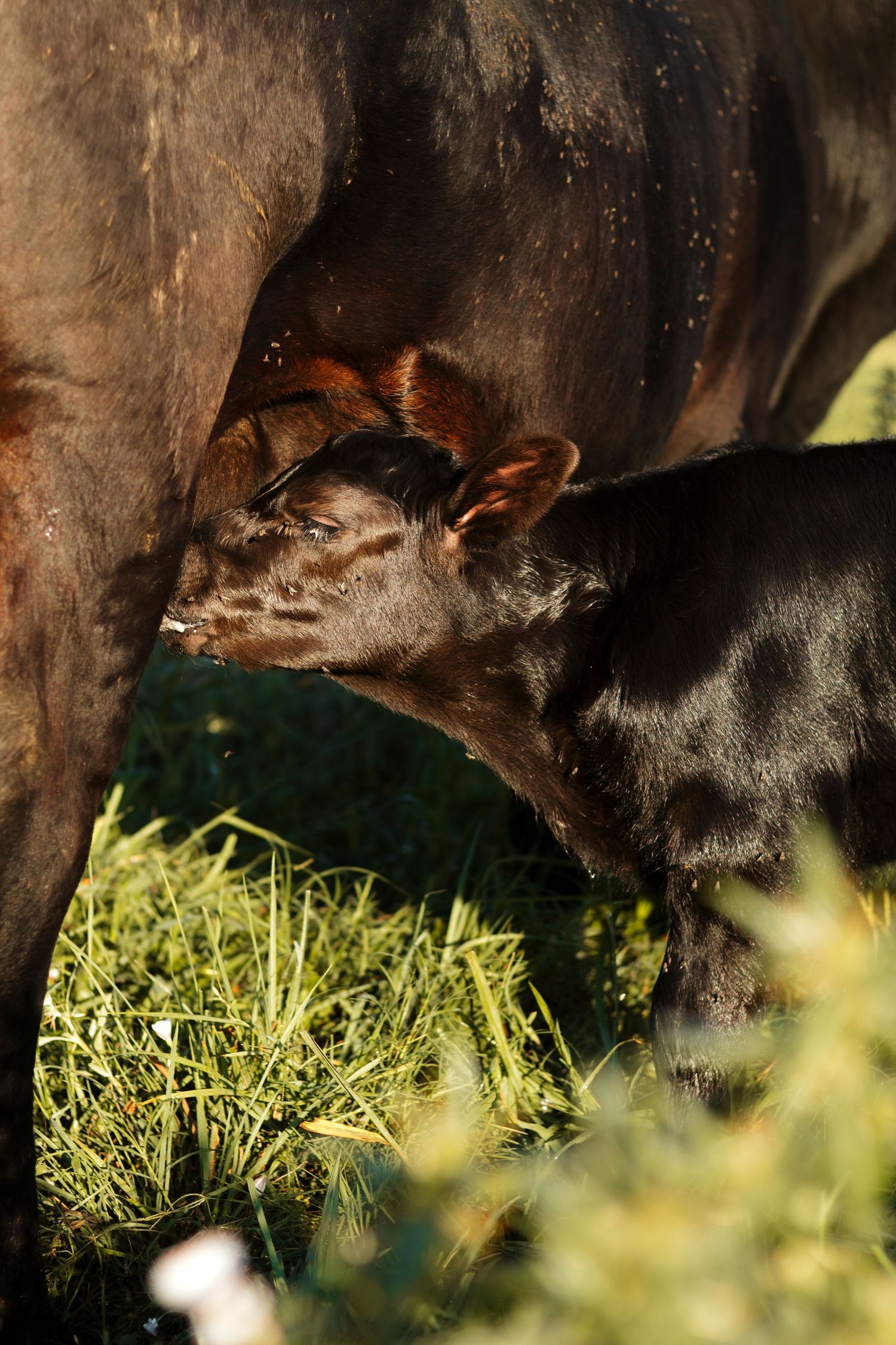 A newborn black calf nursing from its mother cow in a sunlit green pasture.