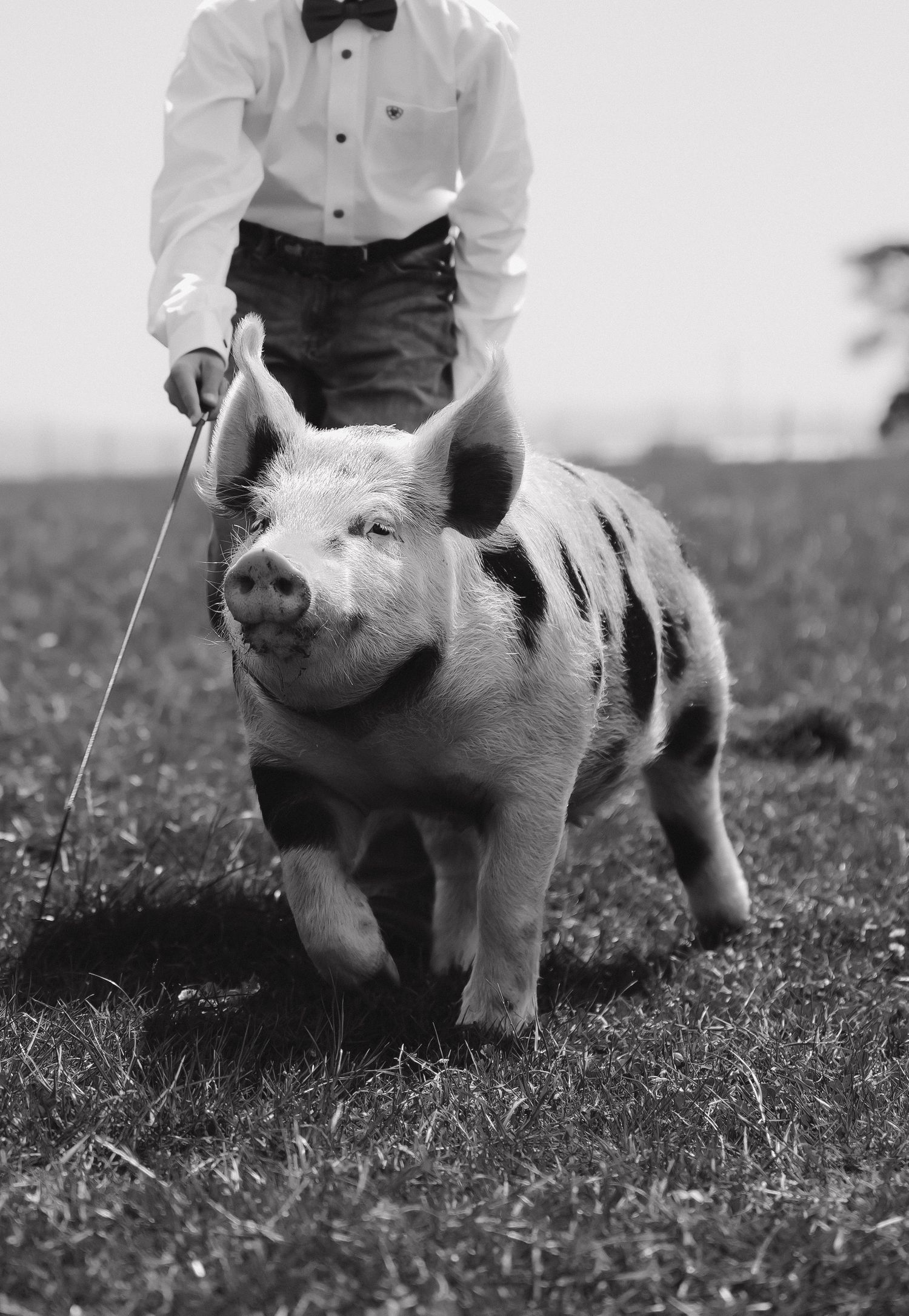 Black and white photograph of a spotted pig on a lead in a grassy field.