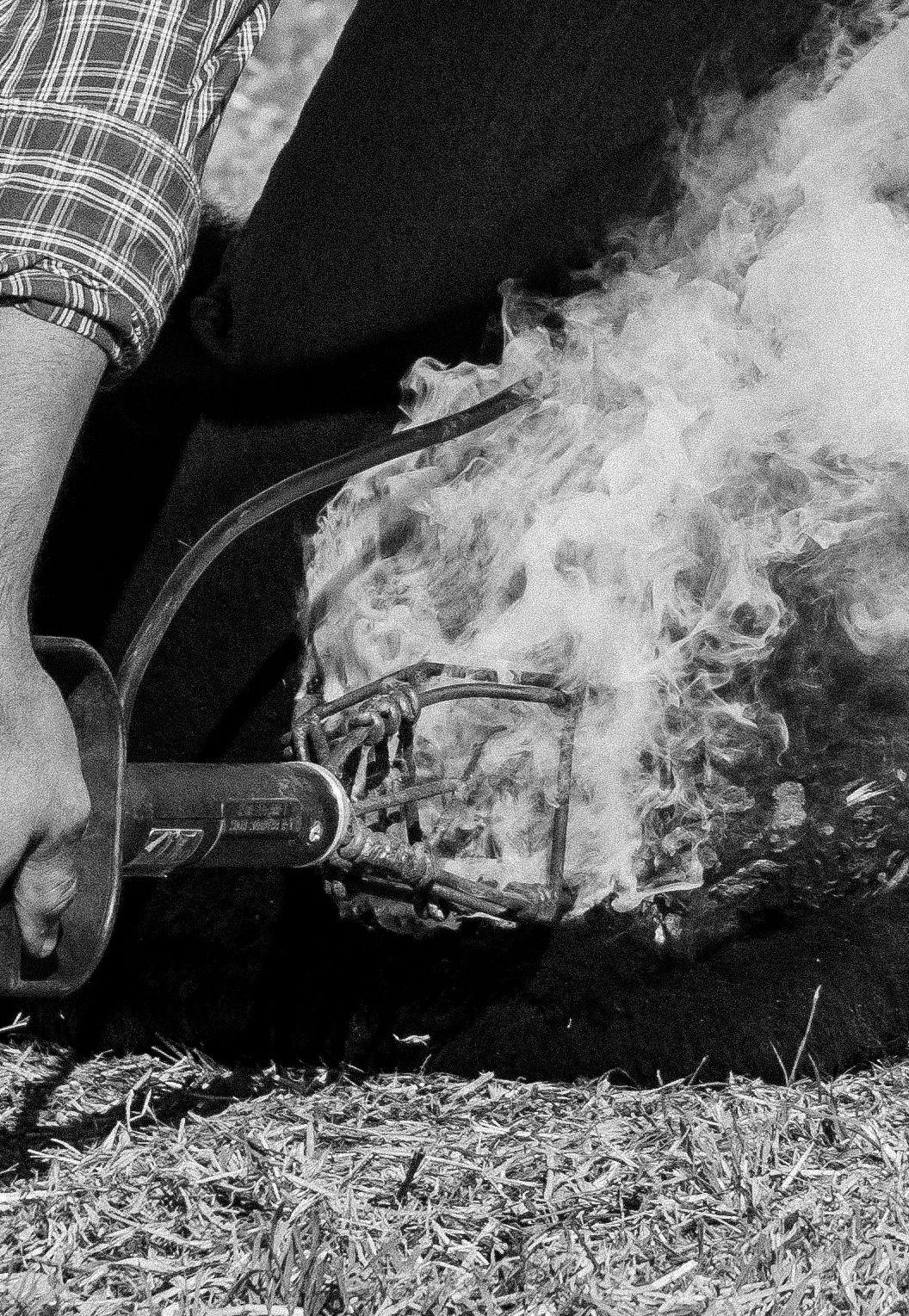 Black and white close-up of branding iron with smoke rising during cattle branding.