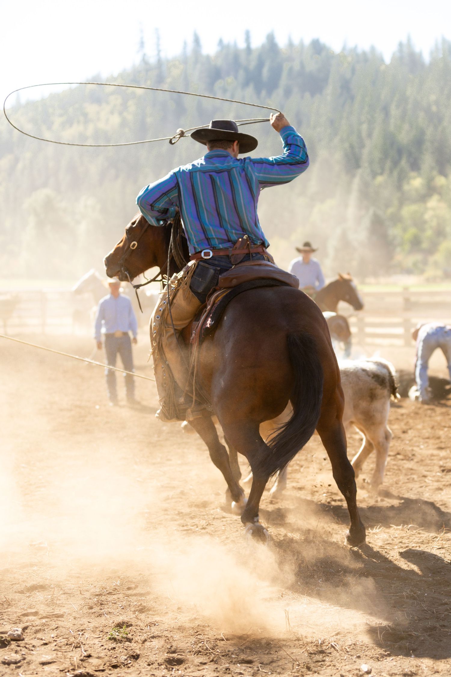 Cowboy swinging a lasso while riding a brown horse in dusty arena during a cattle branding.