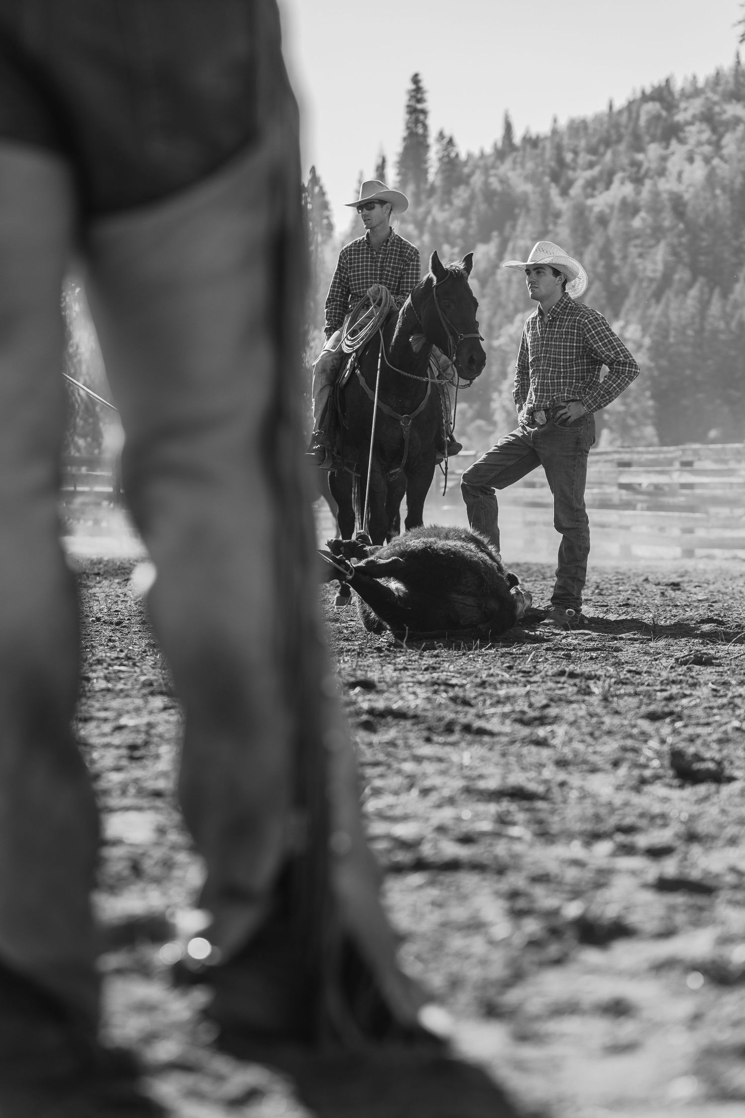 Black and white photo of ranchers working with cattle in mountainous terrain.