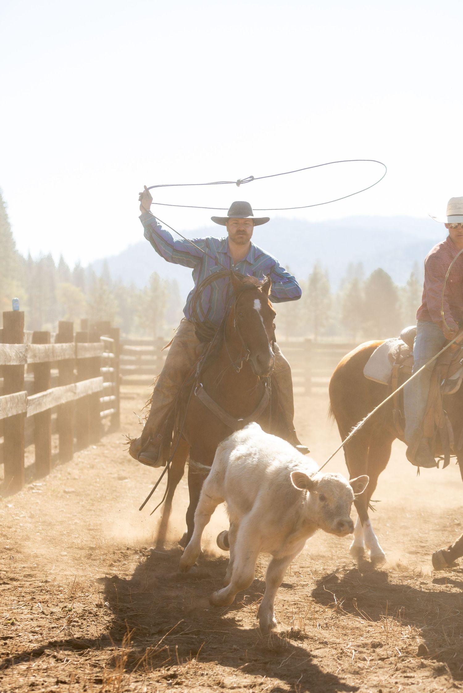 Cowboys roping cattle in a dusty arena during a cattle branding.