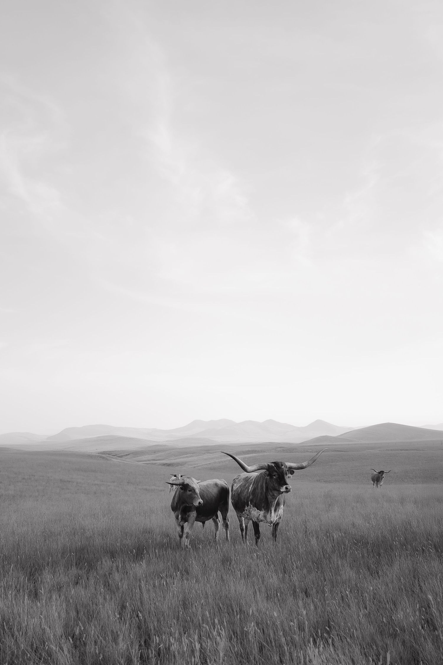 Black and white landscape photograph of cattle grazing in a vast mountain field.
