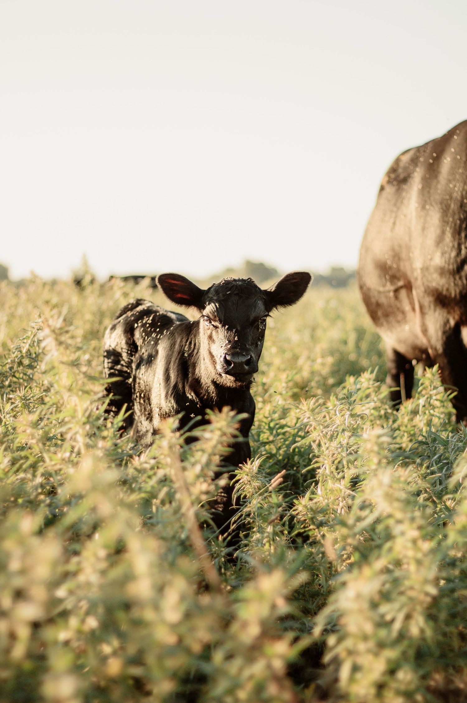 Young calf standing in tall grass during golden hour.