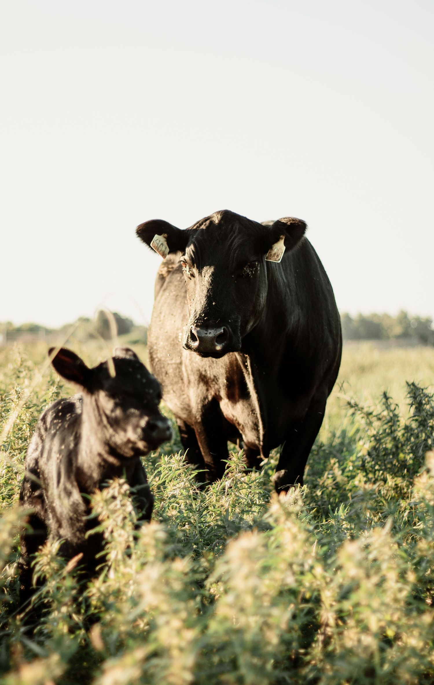 Black cow and calf standing together in flowering meadow.