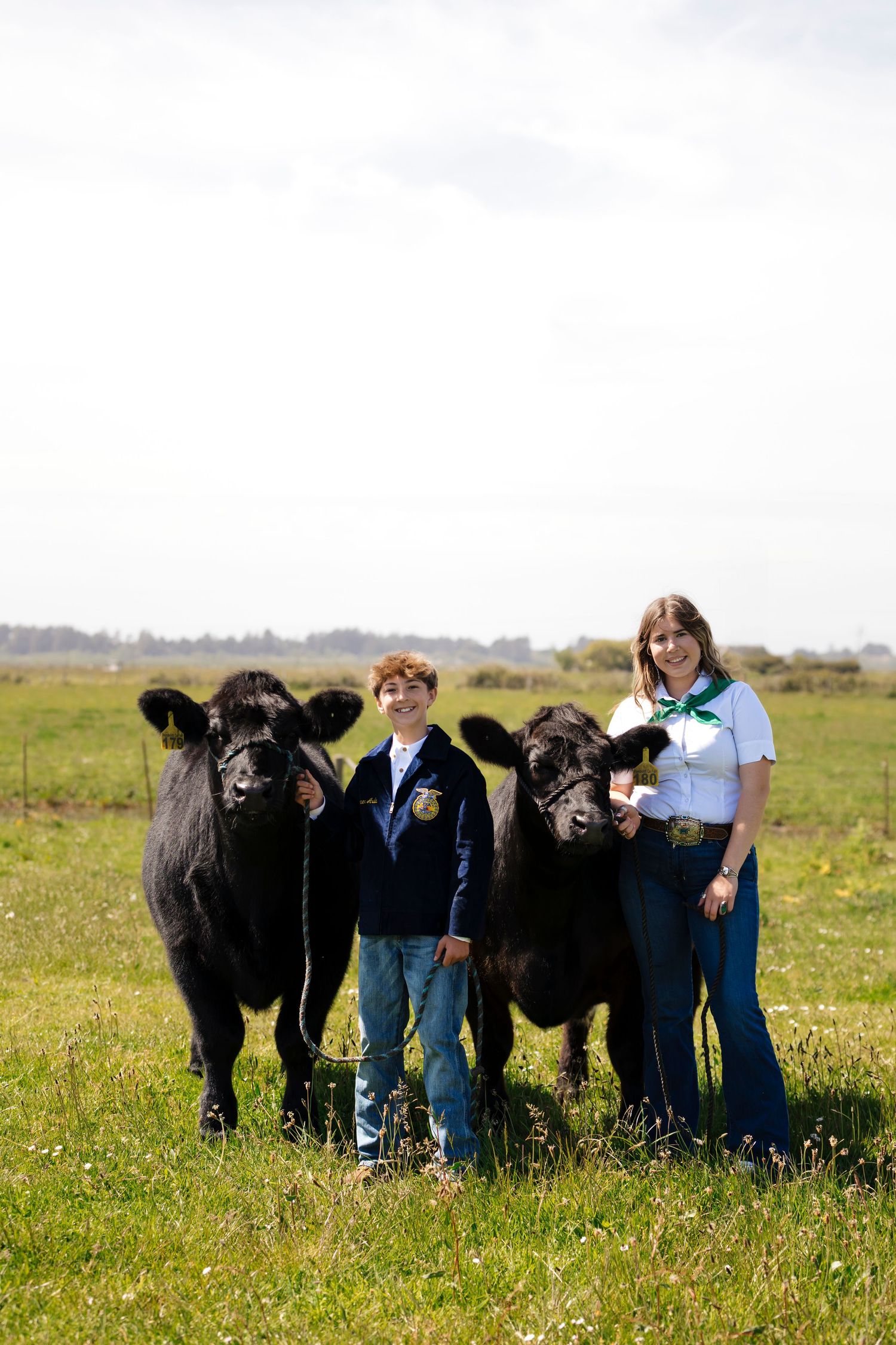 A line of black cattle standing with showmen in a sunny field filled with yellow wildflowers.