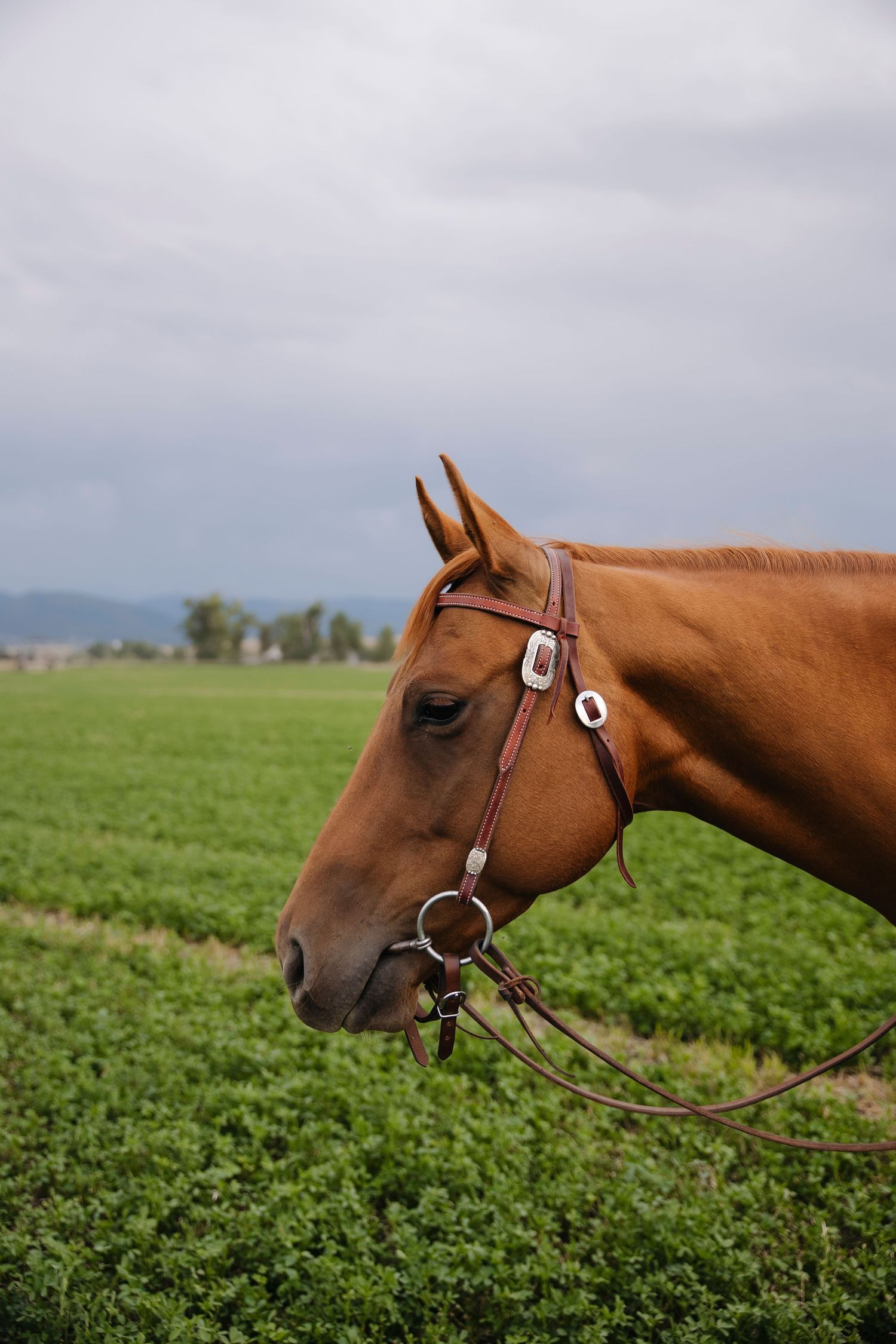 Close-up profile of a chestnut horse wearing a leather halter in a green field.