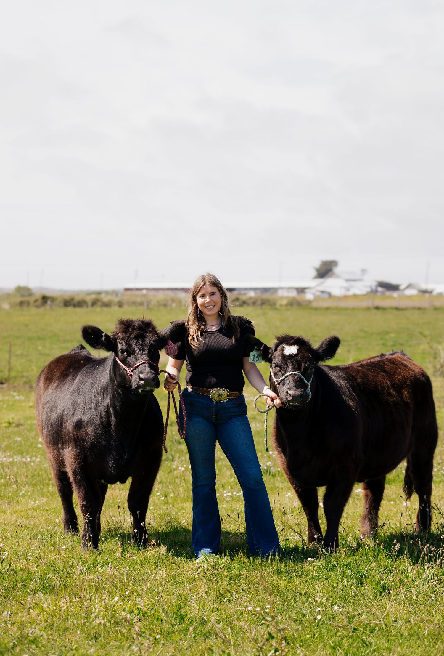 Black Angus cattle stand together in a grassy pasture with someone in blue jeans.