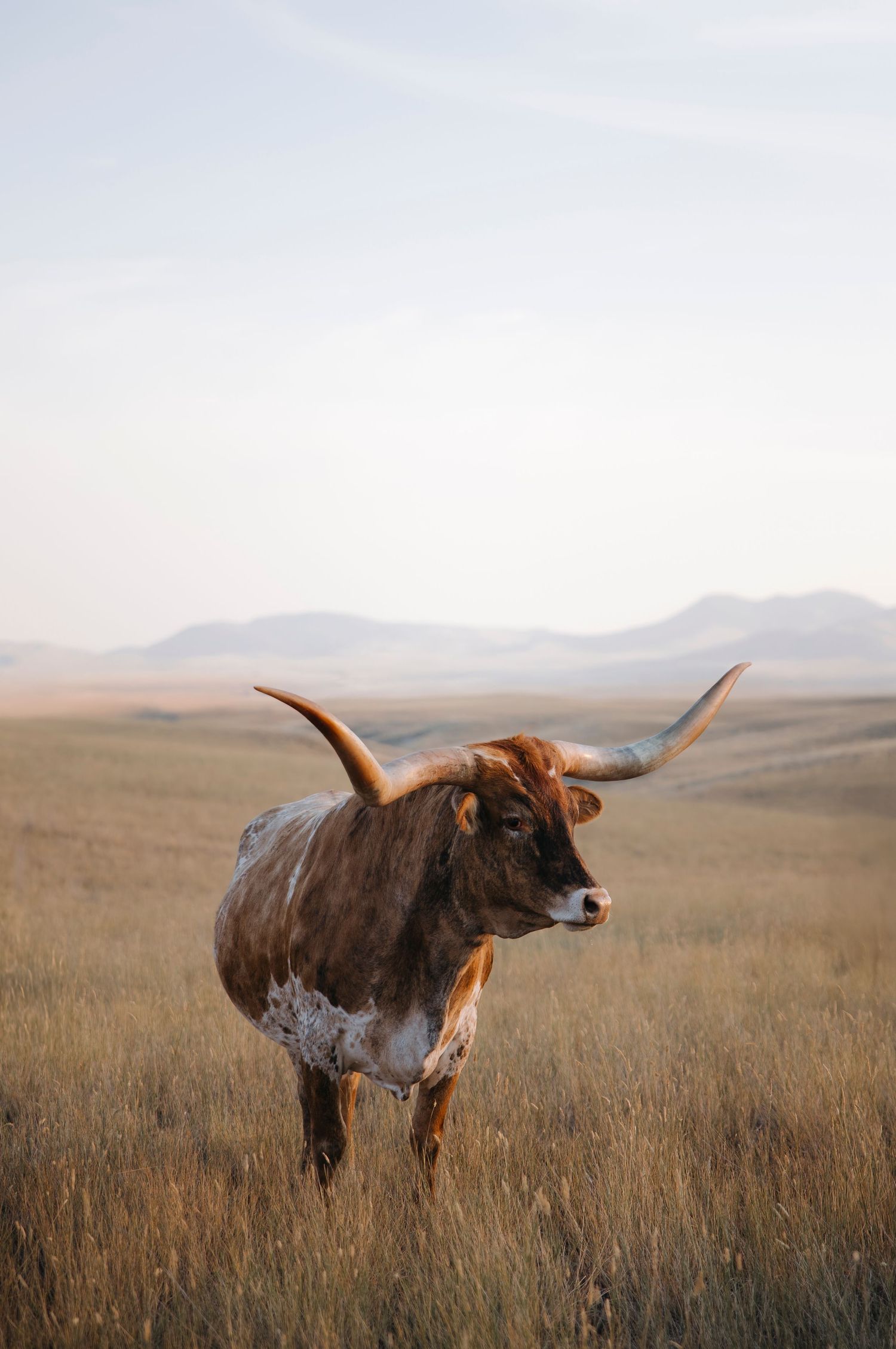 A brown and white longhorn steer grazes in a field of tall grass during sunset.