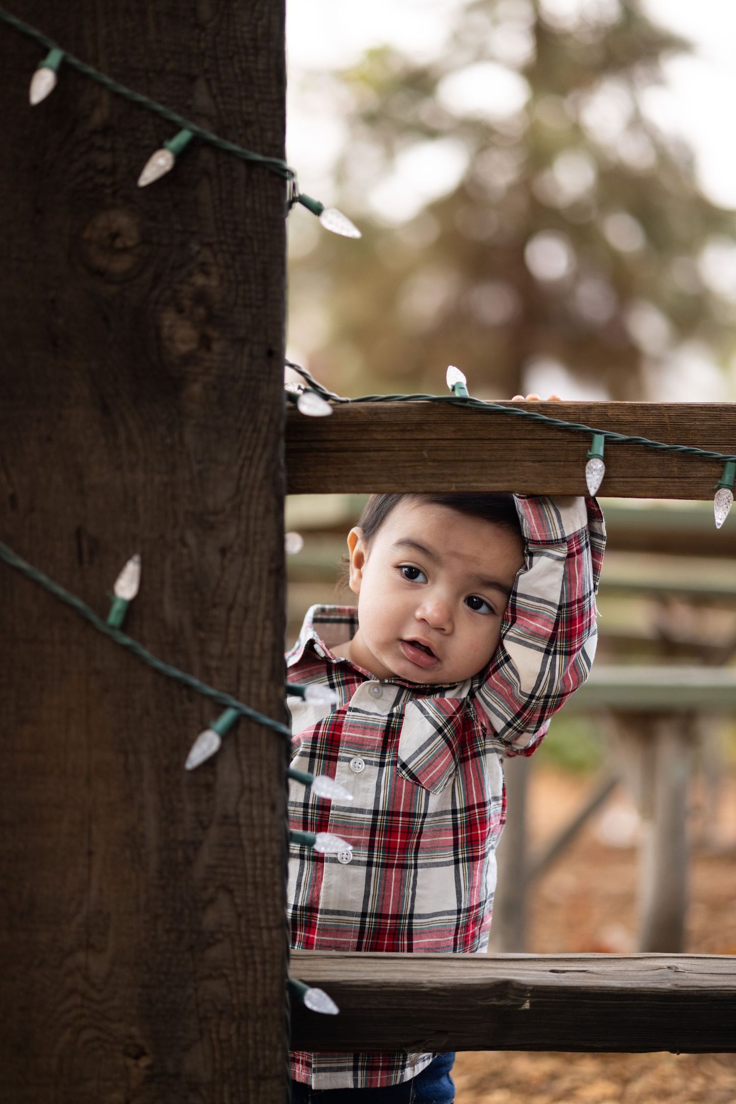 Child in plaid shirt peeks through white Christmas lights in wooden setting.