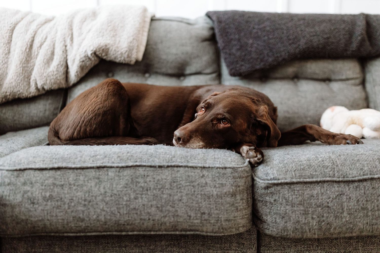 Chocolate Labrador resting on a gray couch with blankets and pillows.