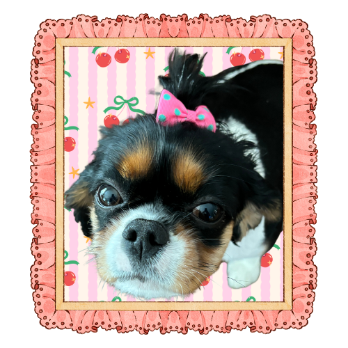 Chihuahua dog wearing pink bow accessory in decorative pink ruffled frame with strawberry pattern.