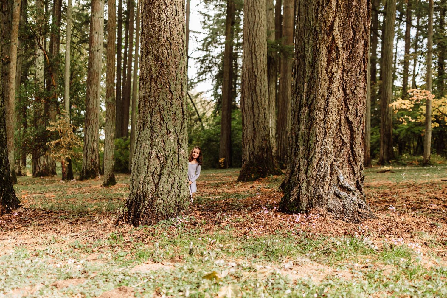 Child peeking between large tree trunks in a forest with fallen autumn leaves on the ground.