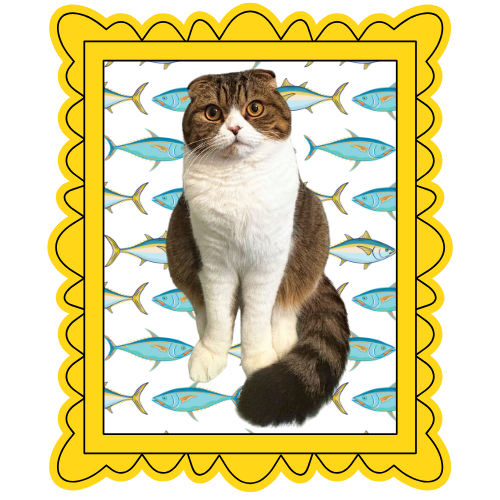 Scottish Fold cat sitting in yellow scalloped frame with fish pattern background.