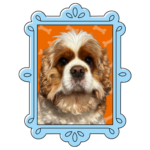 Cute Cocker Spaniel dog portrait in decorative blue ornate picture frame with orange background.