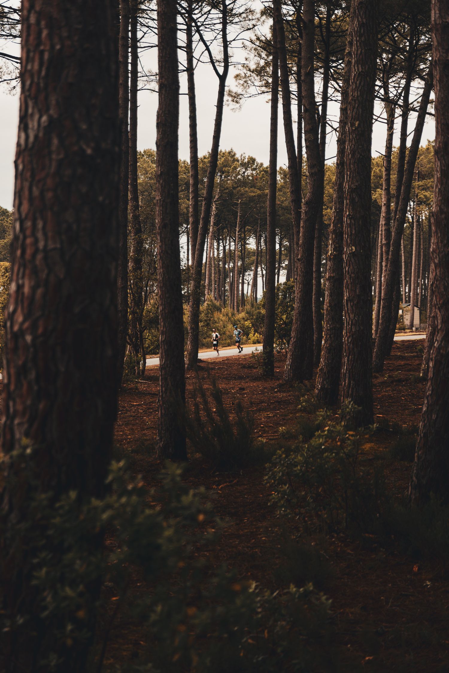Tall pine trees in a forest with cyclists on a sunlit path in the background, creating a serene woodland scene.