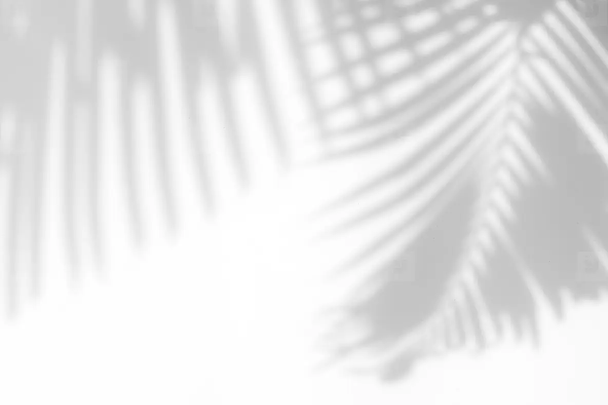 Soft shadow of tropical palm leaves cast on a white wall, creating an elegant monochrome nature background.