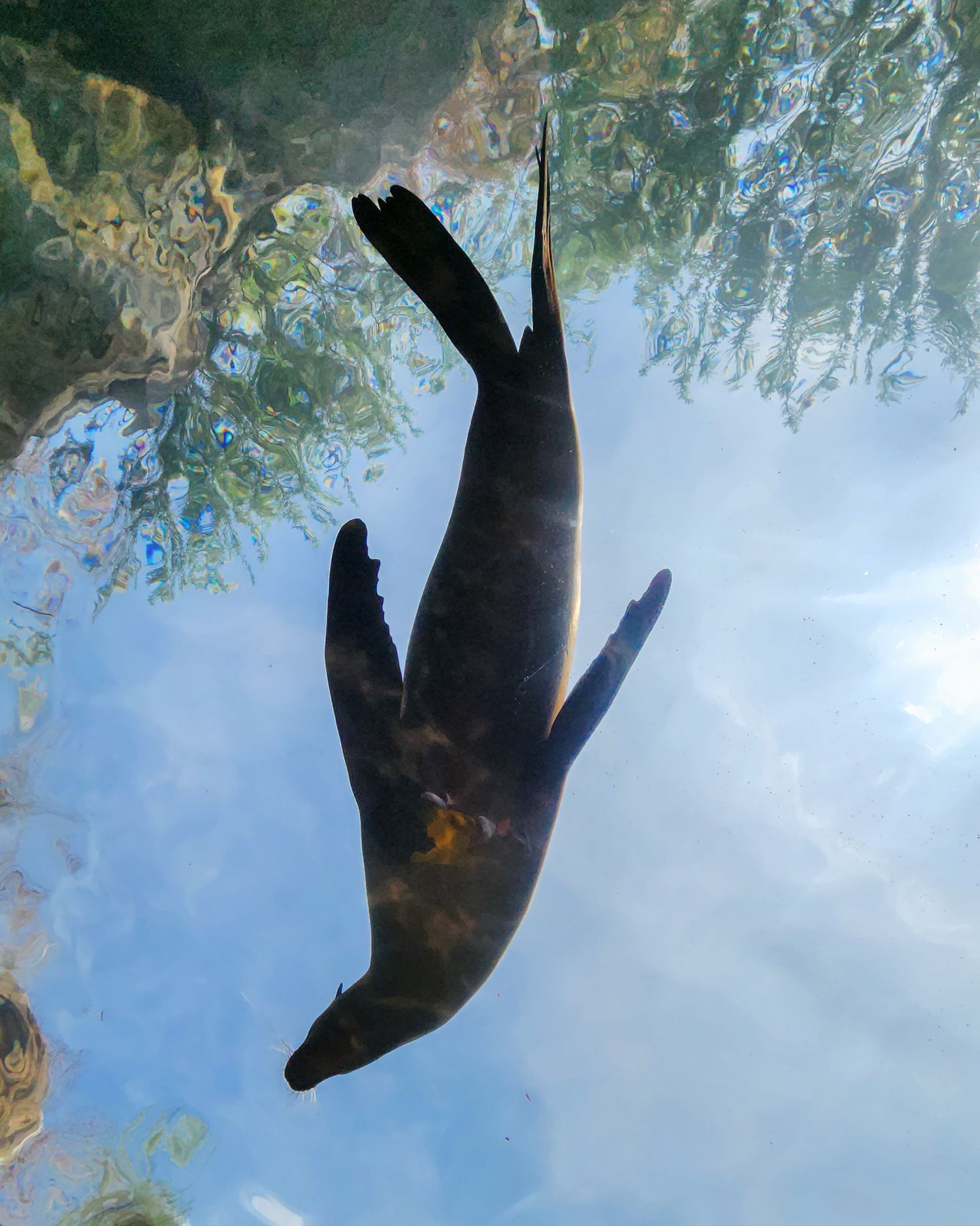 A seal glides across the glass ceiling of an aquarium.