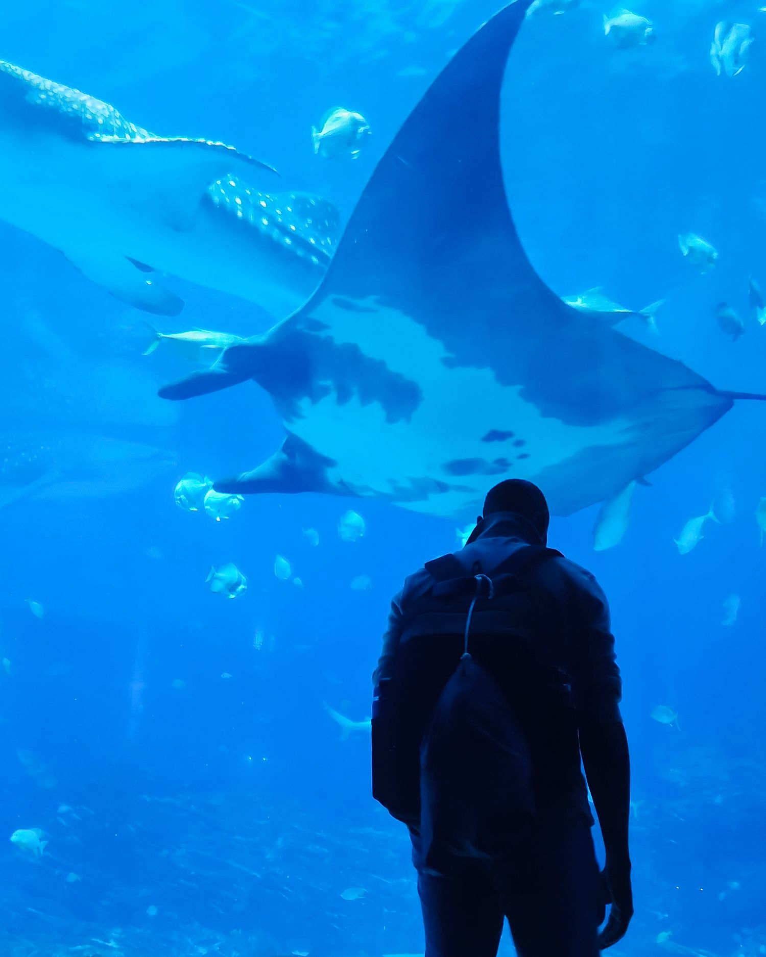 A man in an aquarium stands humbly as a giant manta ray glides past him.