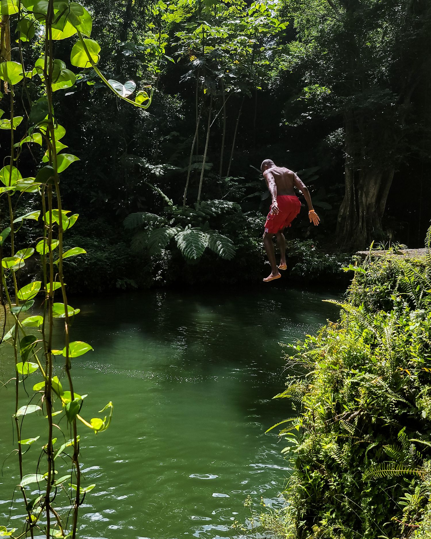 A man in a verdant jungle jumps off a cliff into calm waters.