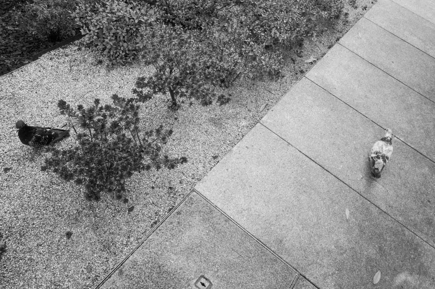 Black and white photo looking down at a paved sidewalk beside a low shrub, with a small bottle on the ground.