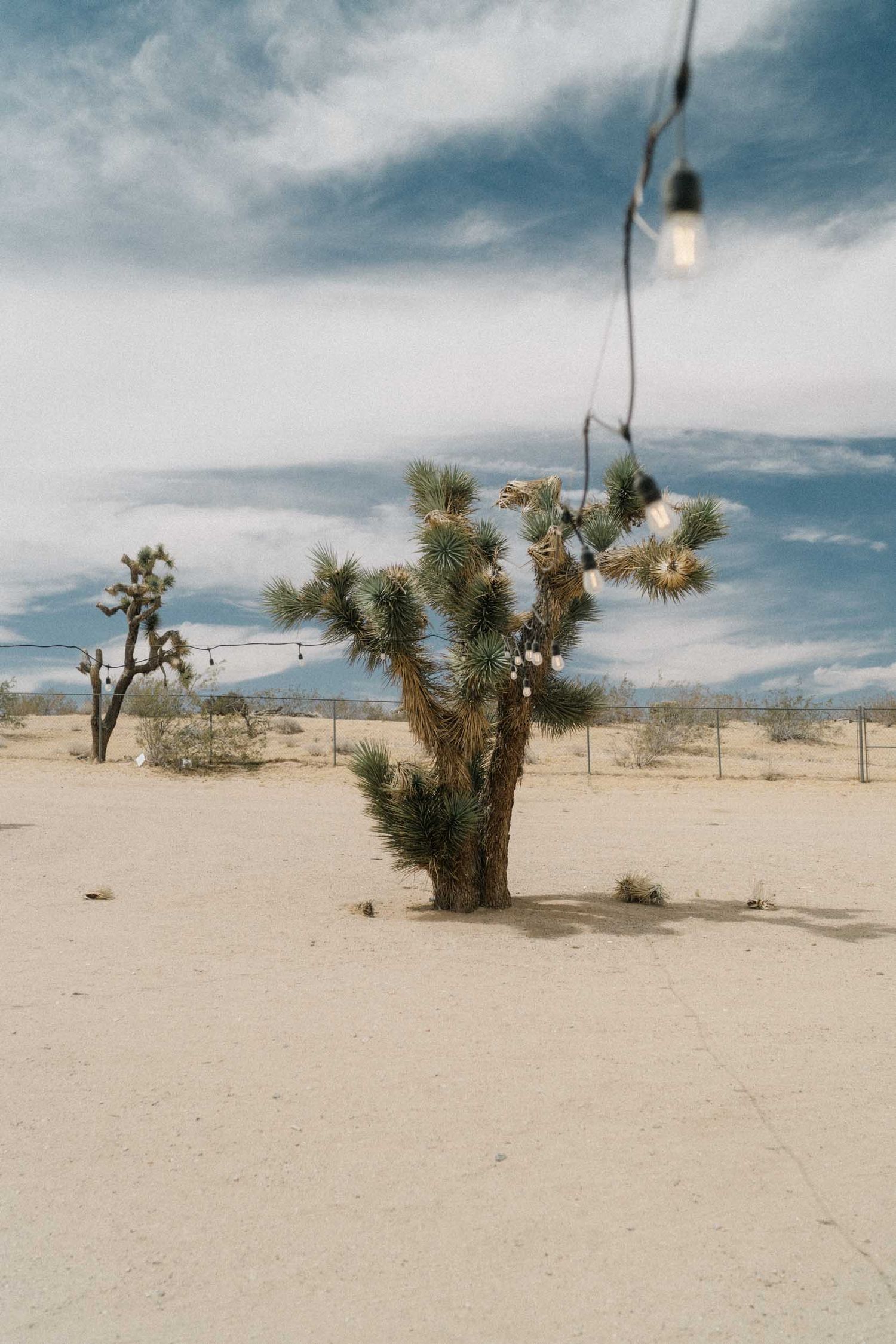 Single Joshua tree in desert sand with string lights hanging above it
