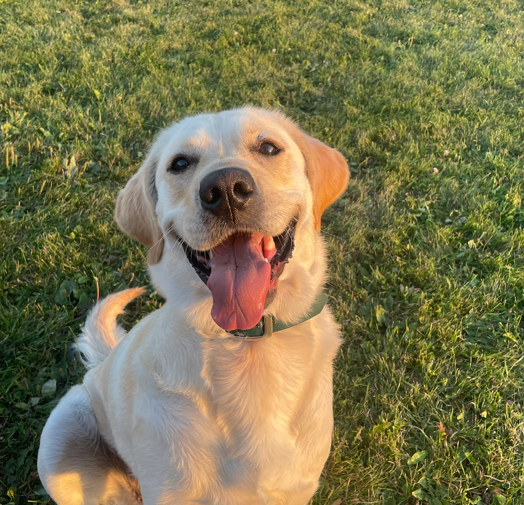 Happy yellow Labrador retriever lying on green grass with tongue out and joyful expression in sunny outdoor setting.