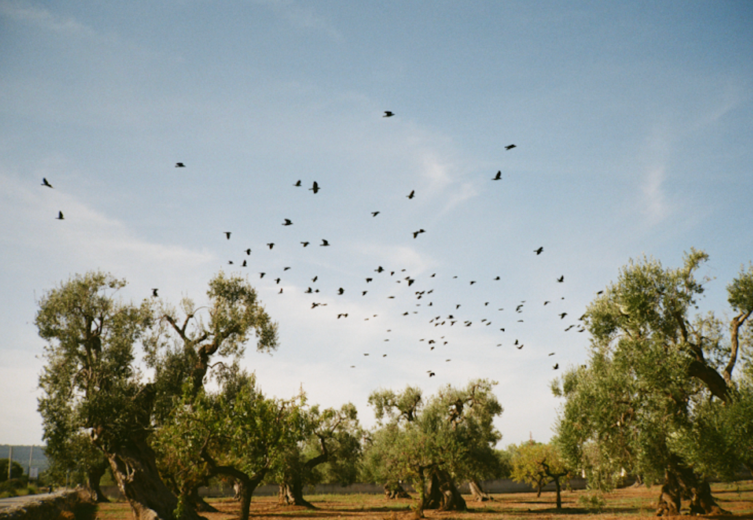 A flock of birds soars above an olive grove in a scenic Mediterranean landscape during golden hour.