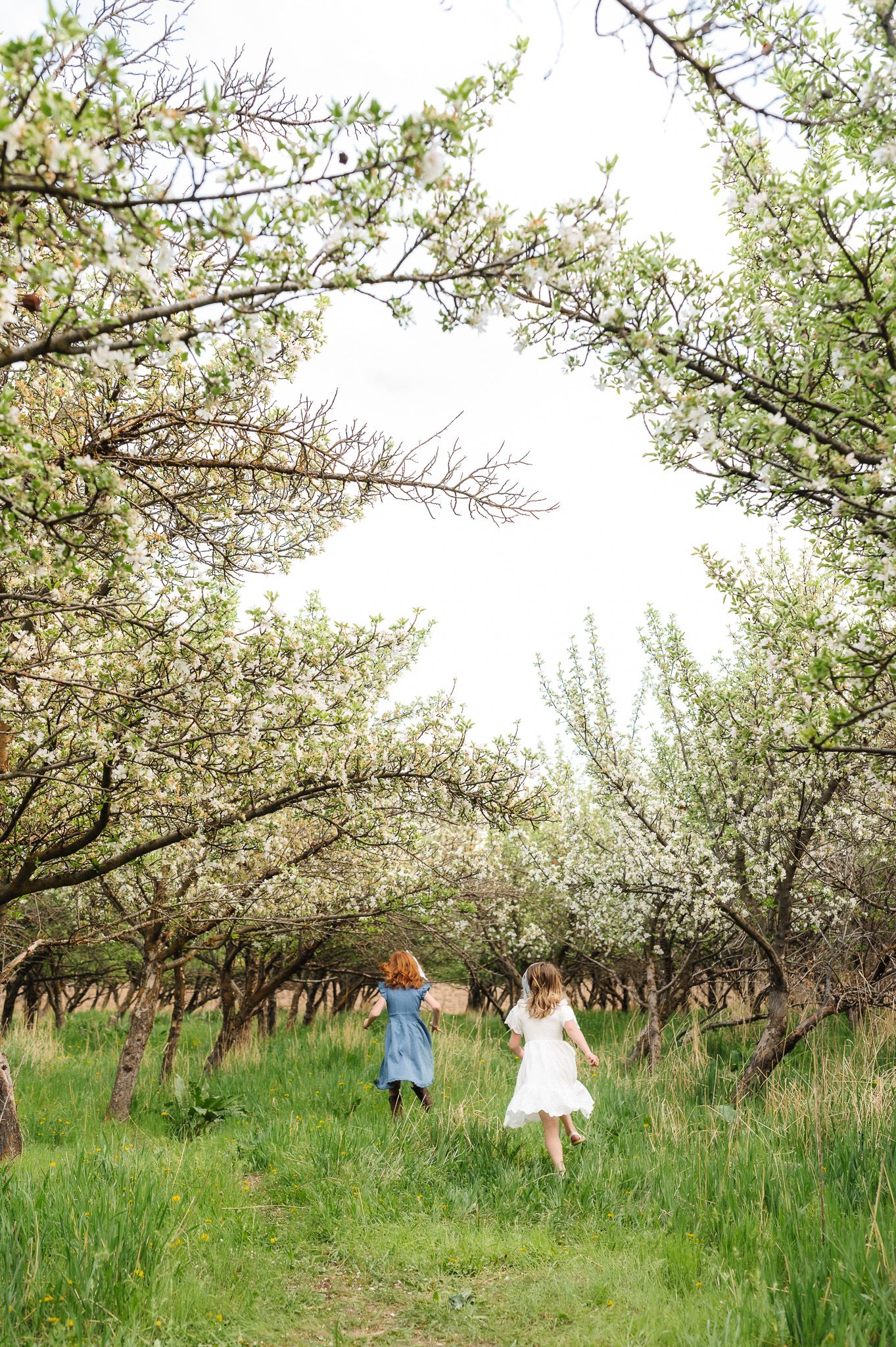 Wide landscape shot of children playing among flowering trees in an orchard.