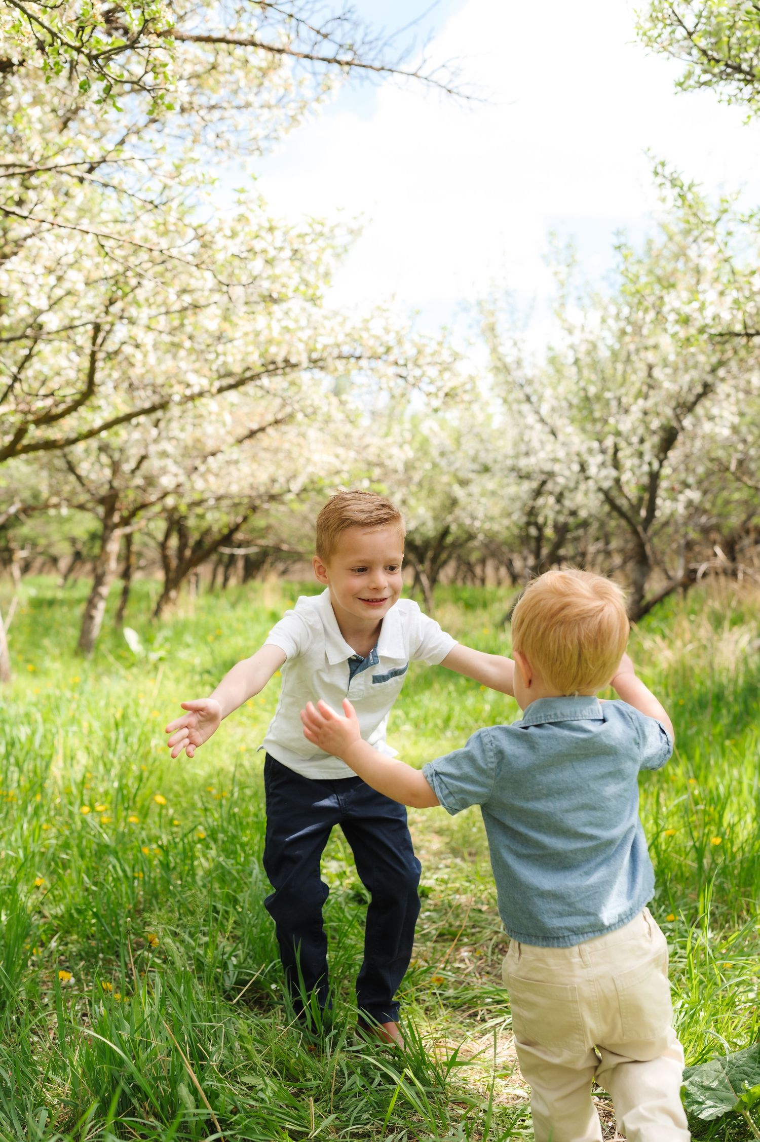 Two young children play together in a blooming spring orchard with white flowering trees and green grass.