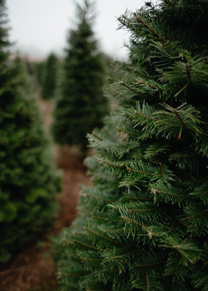 Close-up view of fresh green pine branches at a Christmas tree farm.