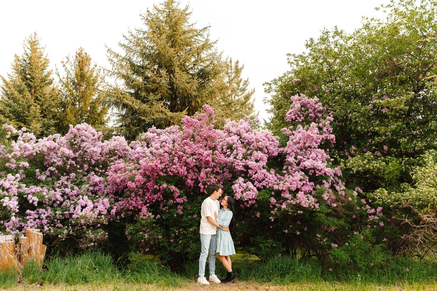 Scenic landscape with evergreen trees and pink flowering bushes.