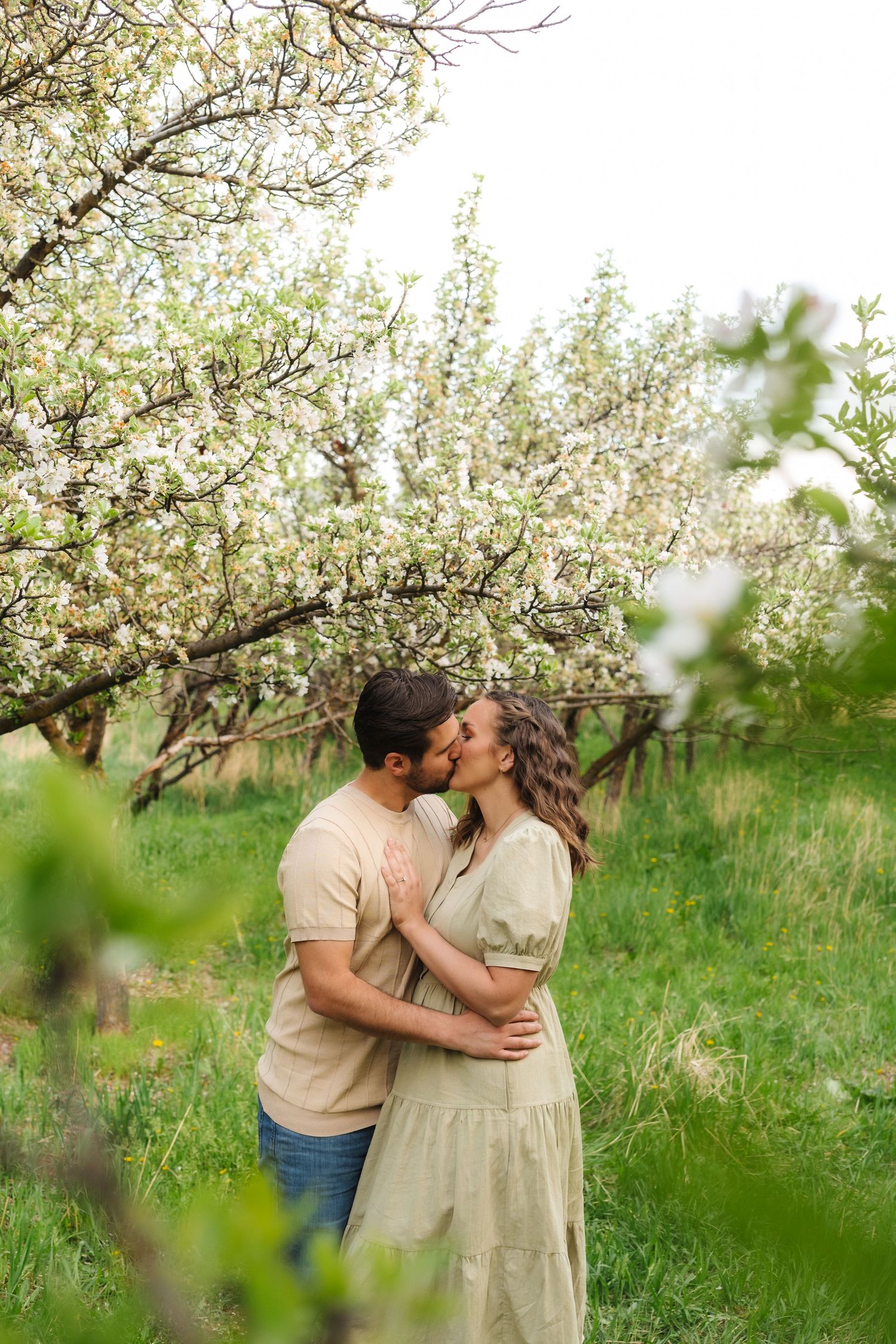 A romantic couple shares a tender kiss among blooming spring cherry trees in an orchard.
