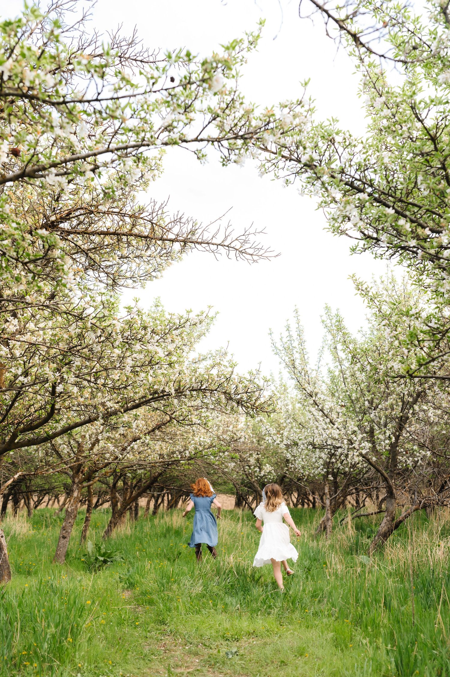 Two children run joyfully through a blooming spring orchard with white blossoms overhead on a bright sunny day.