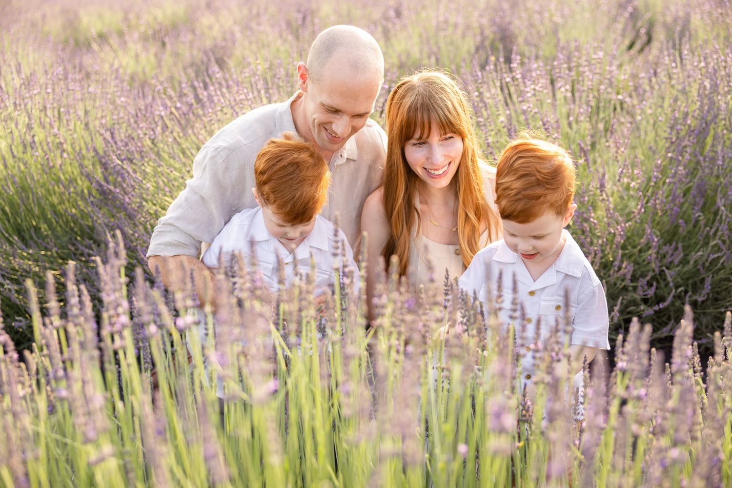 Family sitting together in blooming lavender field at sunset with soft purple glow.