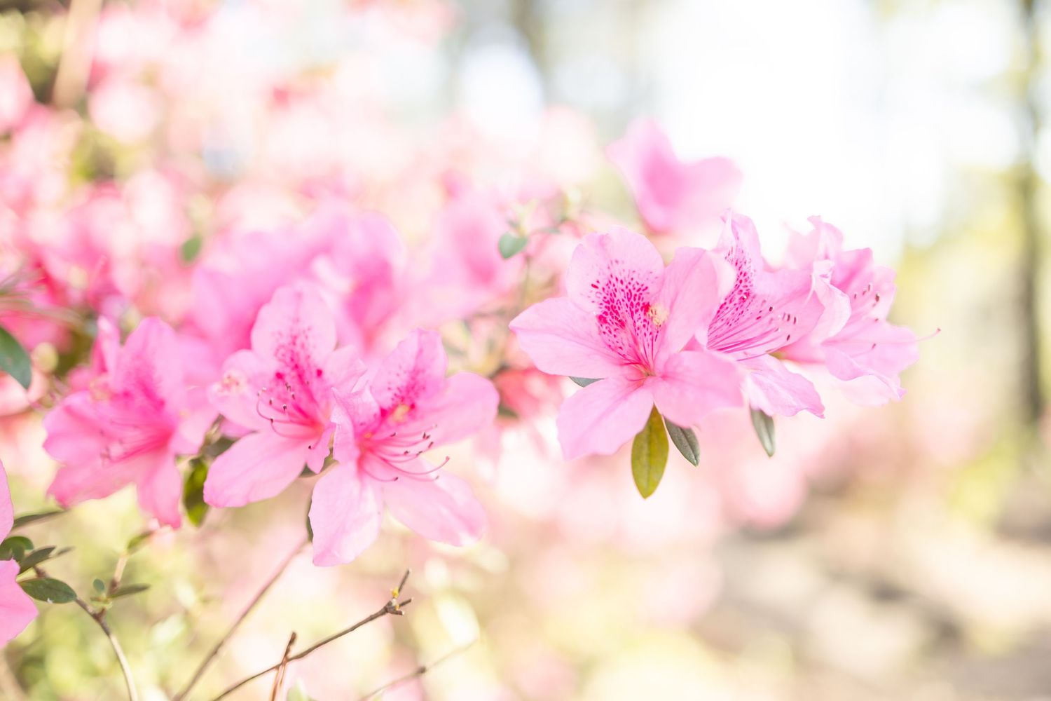 Close-up of vibrant pink azalea flowers in full bloom with soft bokeh background in natural sunlight.