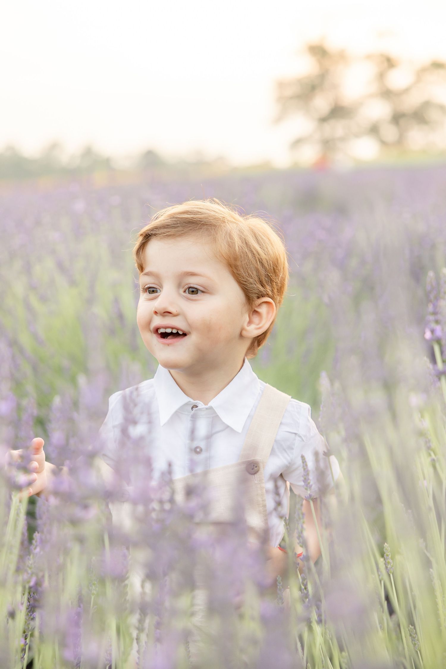 Happy young boy with red hair laughing in a blooming lavender field during golden hour.