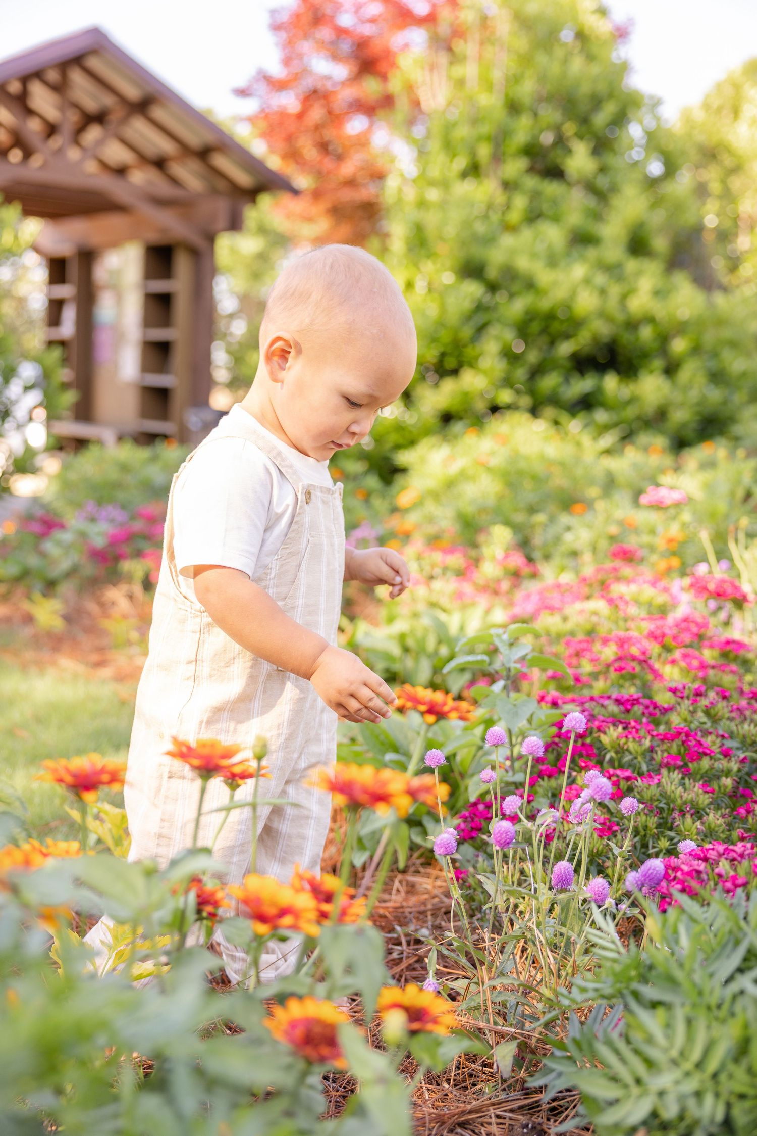 Toddler in white overalls exploring colorful zinnia flowers in a sunny garden with a wooden playhouse.