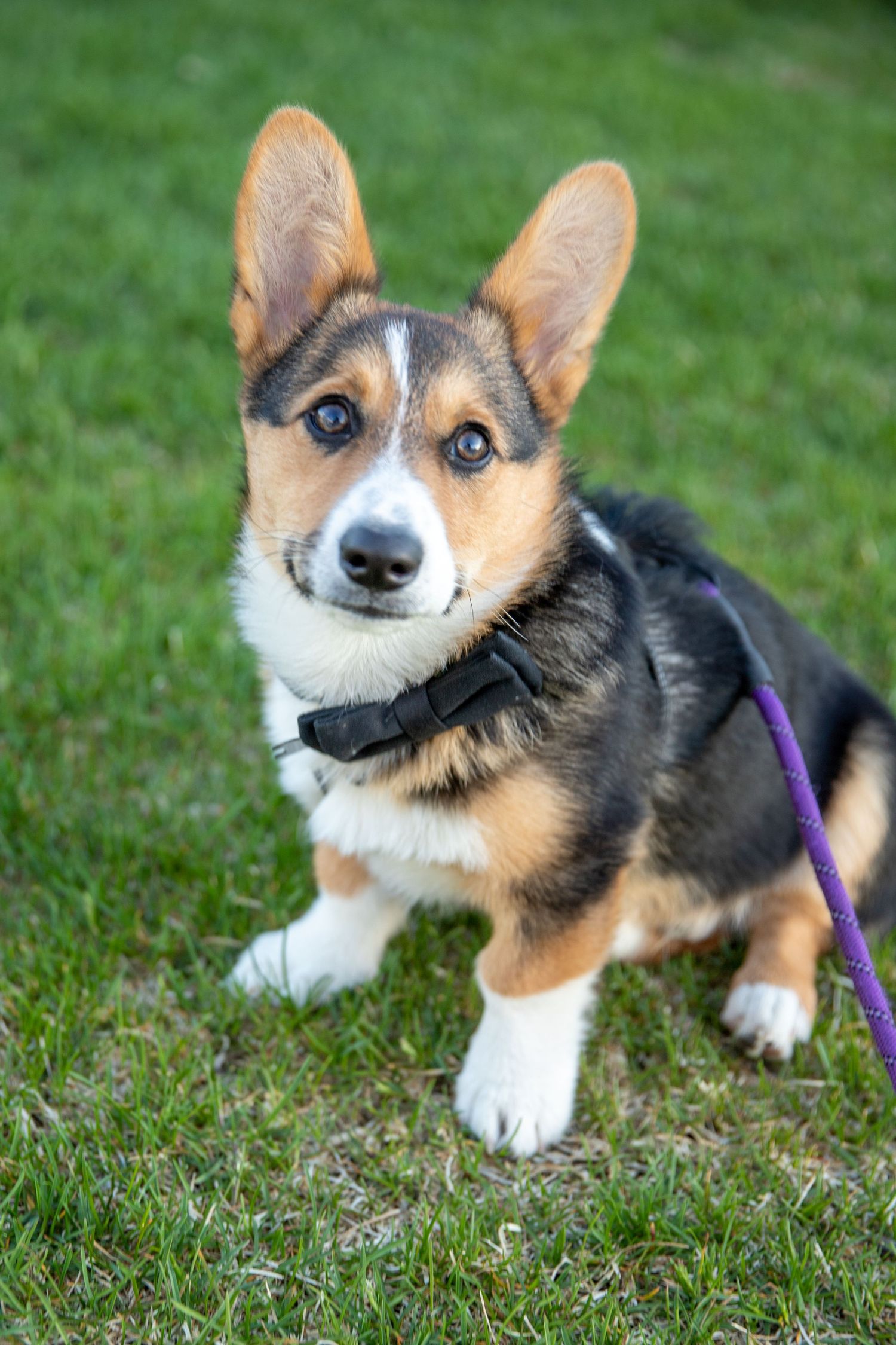Corgi - so sweet