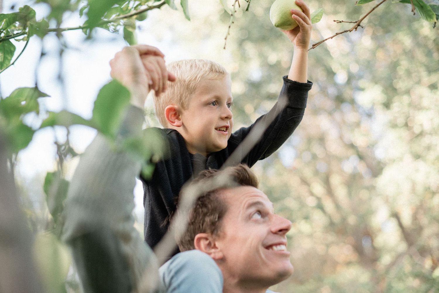 Father lifting son on shoulders to pick green apple from tree in sunny orchard, joyful family bonding moment outdoors.