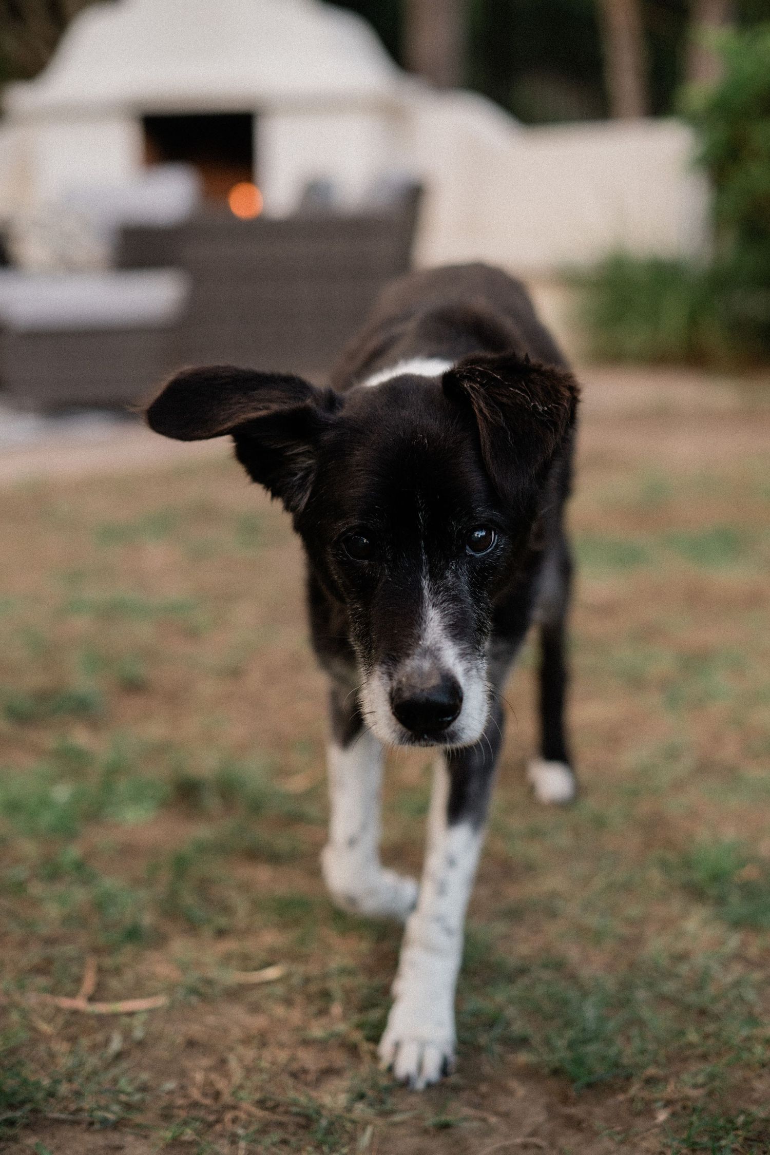 Black and white puppy walking on grass toward camera in a backyard with outdoor furniture in background.