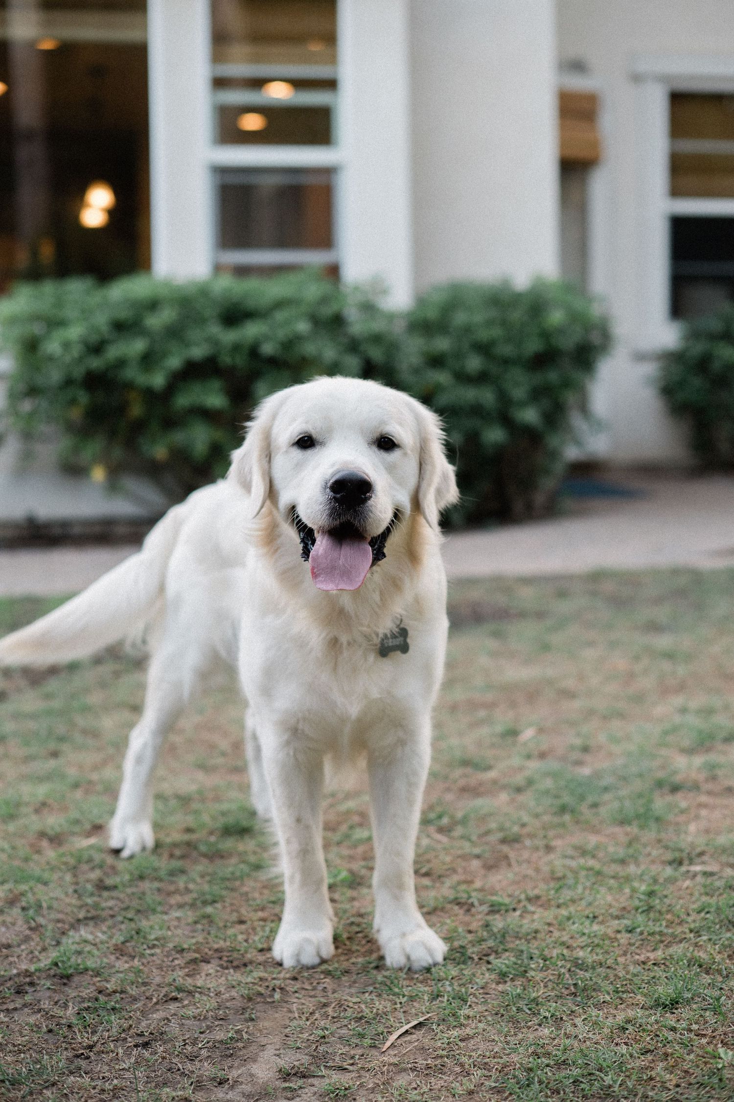 A happy golden retriever dog standing on grass in front of a house with green shrubs.