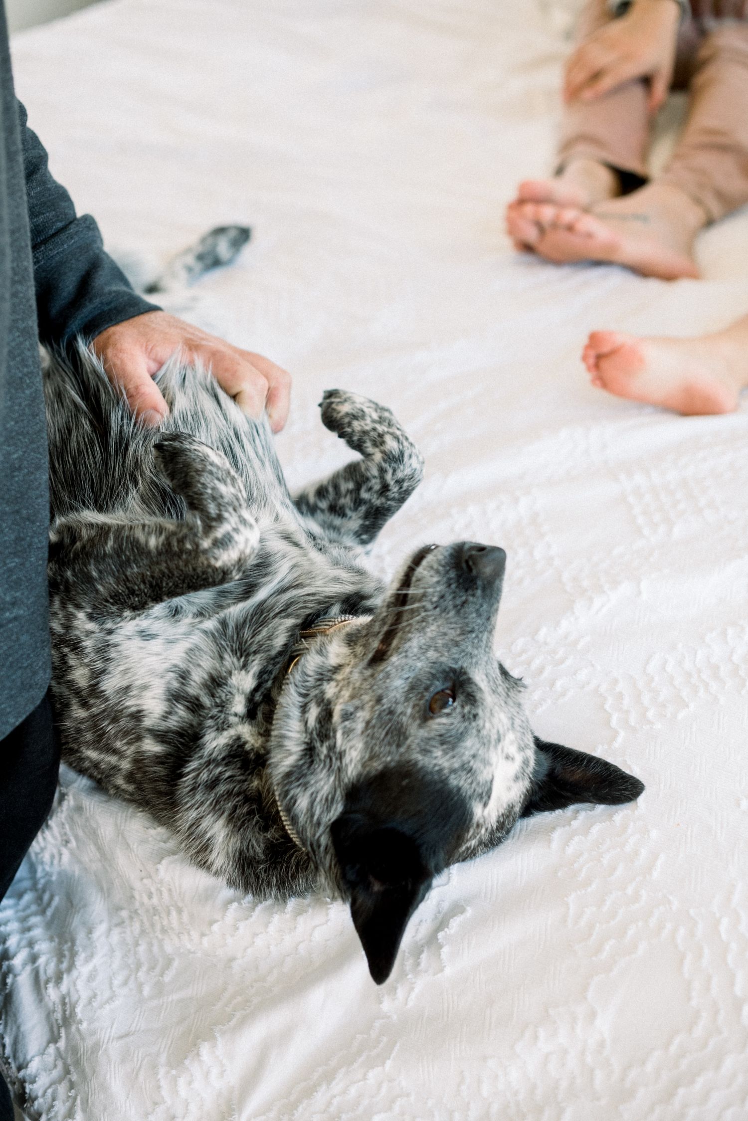 A spotted dog rolls on its back on a white bed while being petted, with bare feet visible in background.