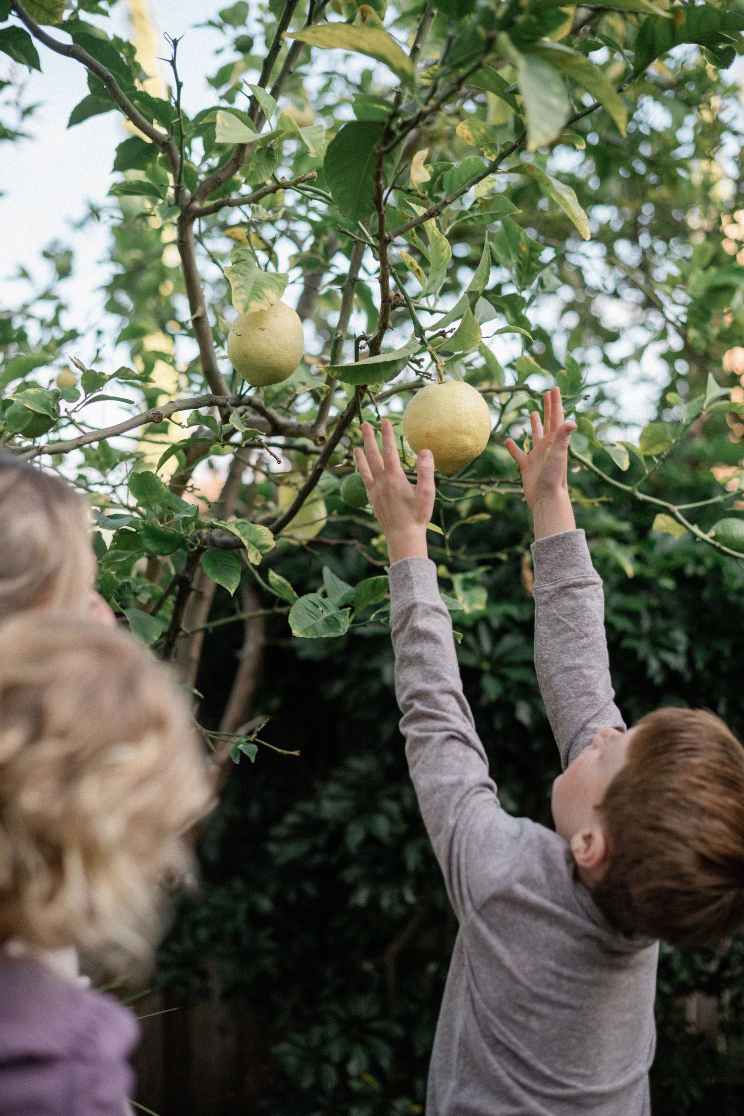 Two children reaching up to pick ripe lemons from a lemon tree in a garden.