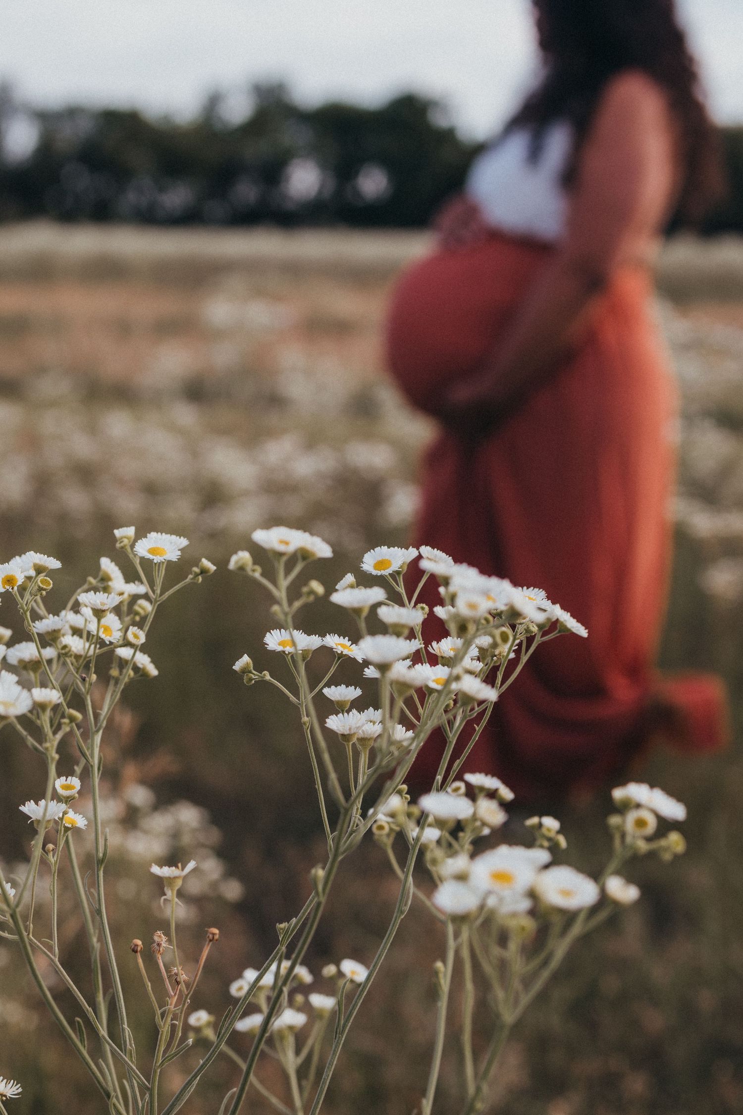 White daisies in a field with a blurred coral dress in the background.