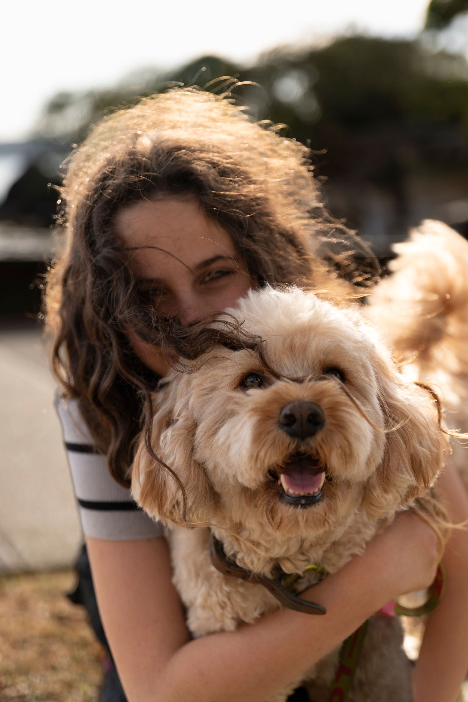 Happy fluffy brown dog being held and cuddled outdoors in golden sunlight.