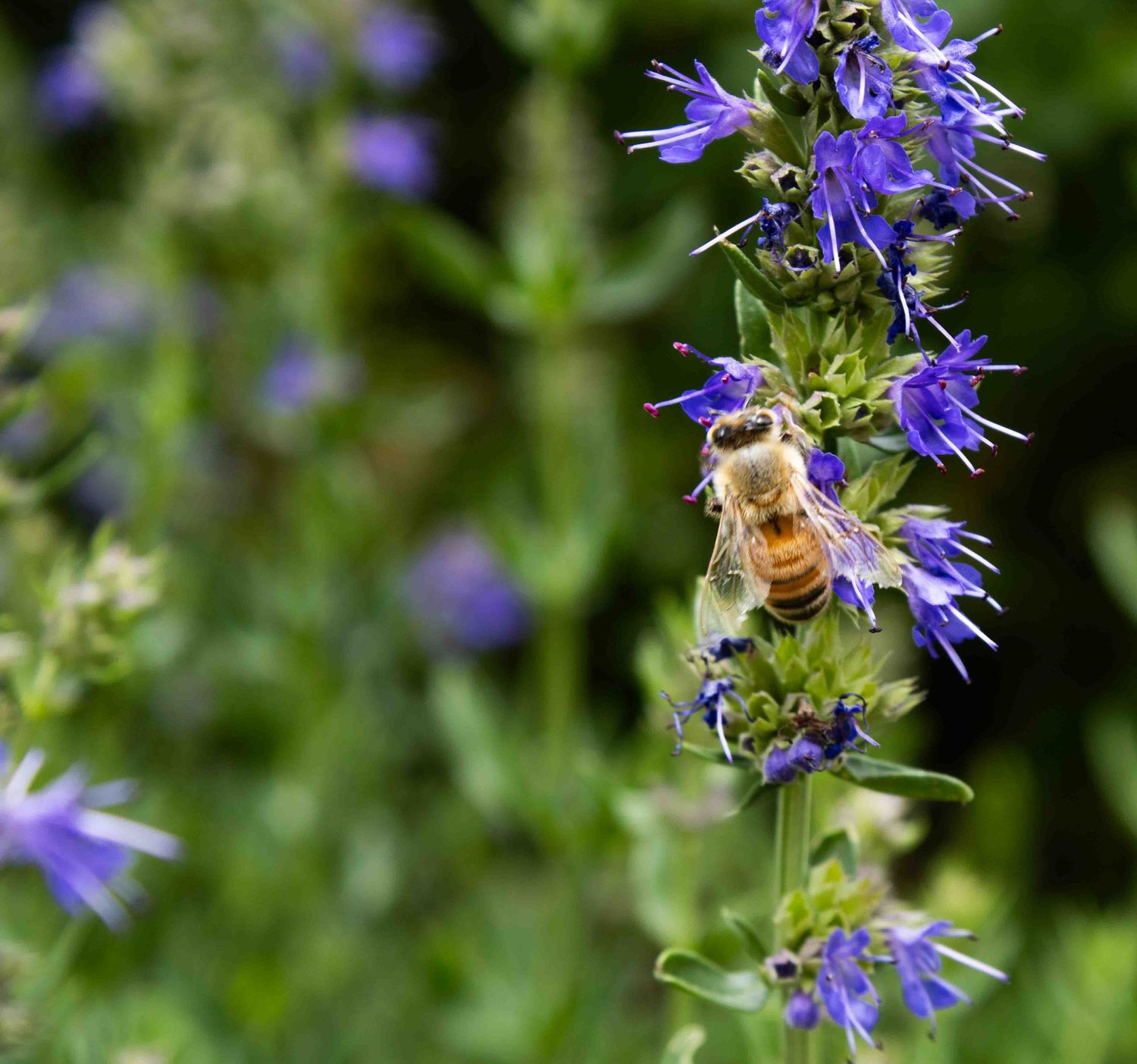 Honeybee collecting nectar from vibrant purple wildflowers against blurred green background.